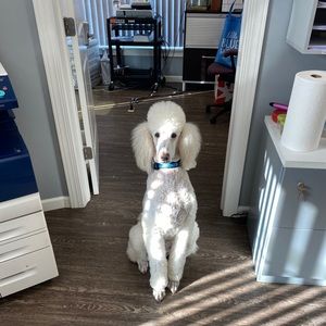 Meet your Posher, Natalie